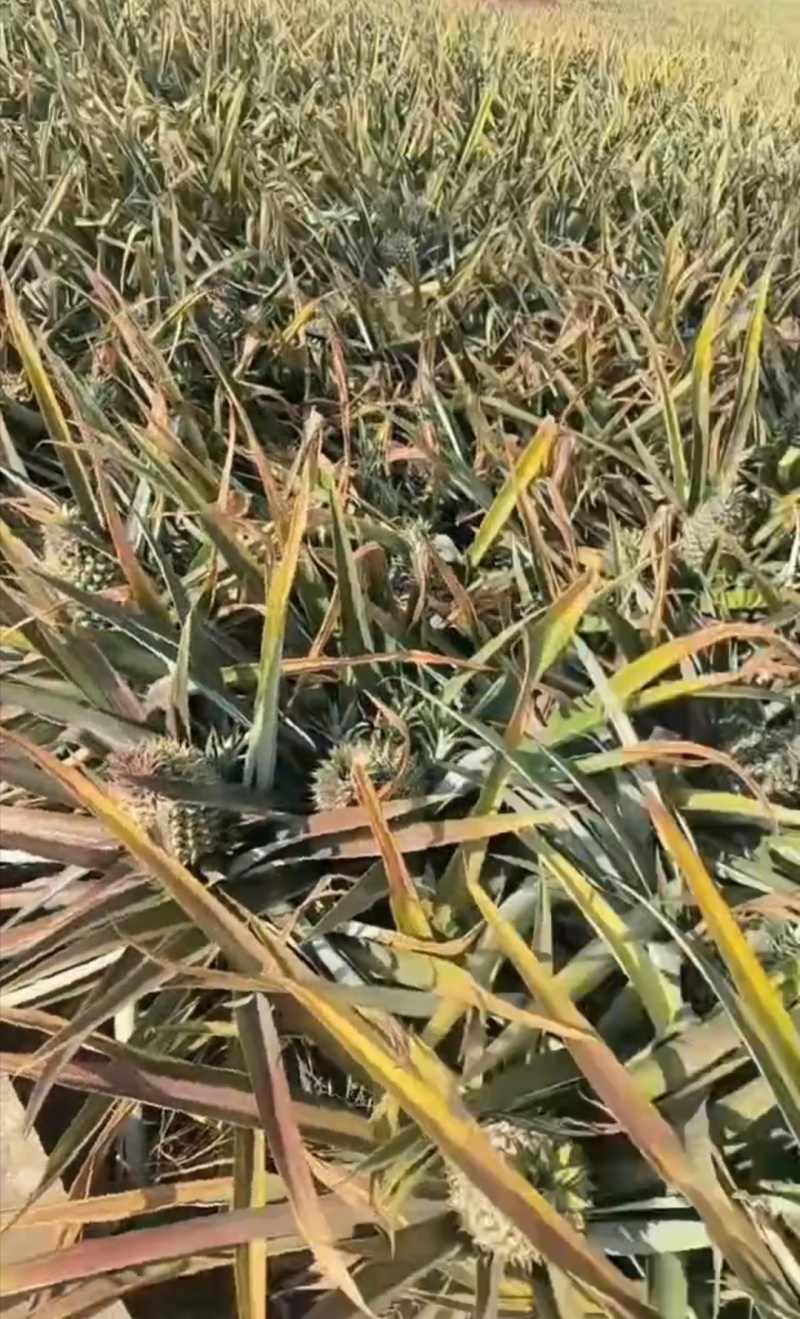 凭果说话，用心服务顾客。