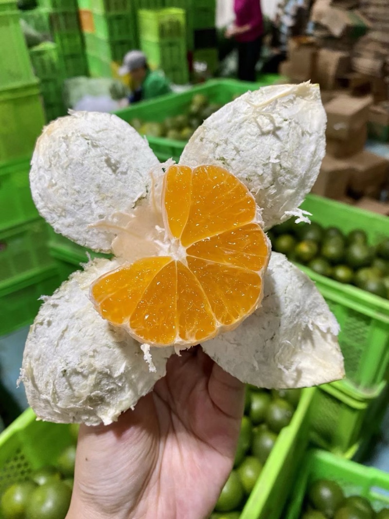 湖北宜都蜜橘一手货源，可视频看货，看园采园，品质有保证