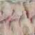 500天老鸡排腿