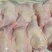 500天老鸡排腿