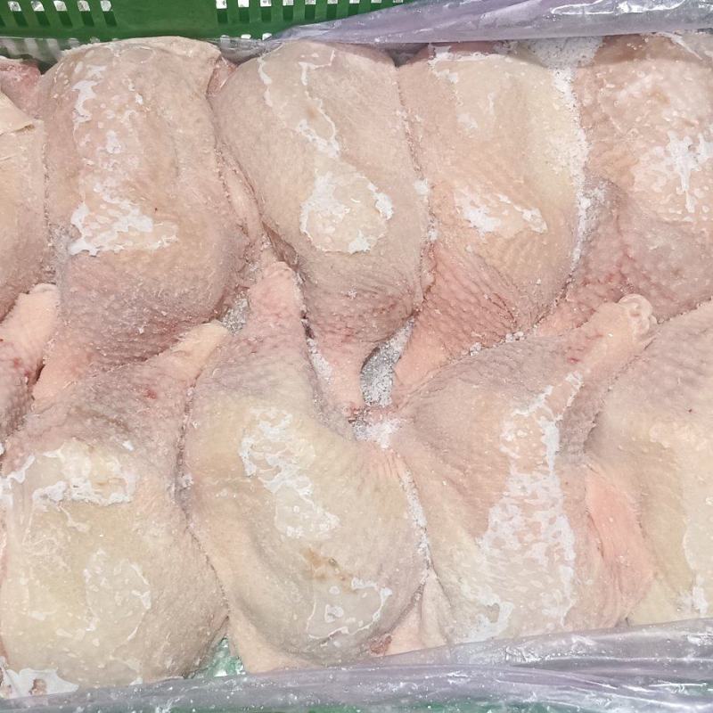 500天老鸡排腿