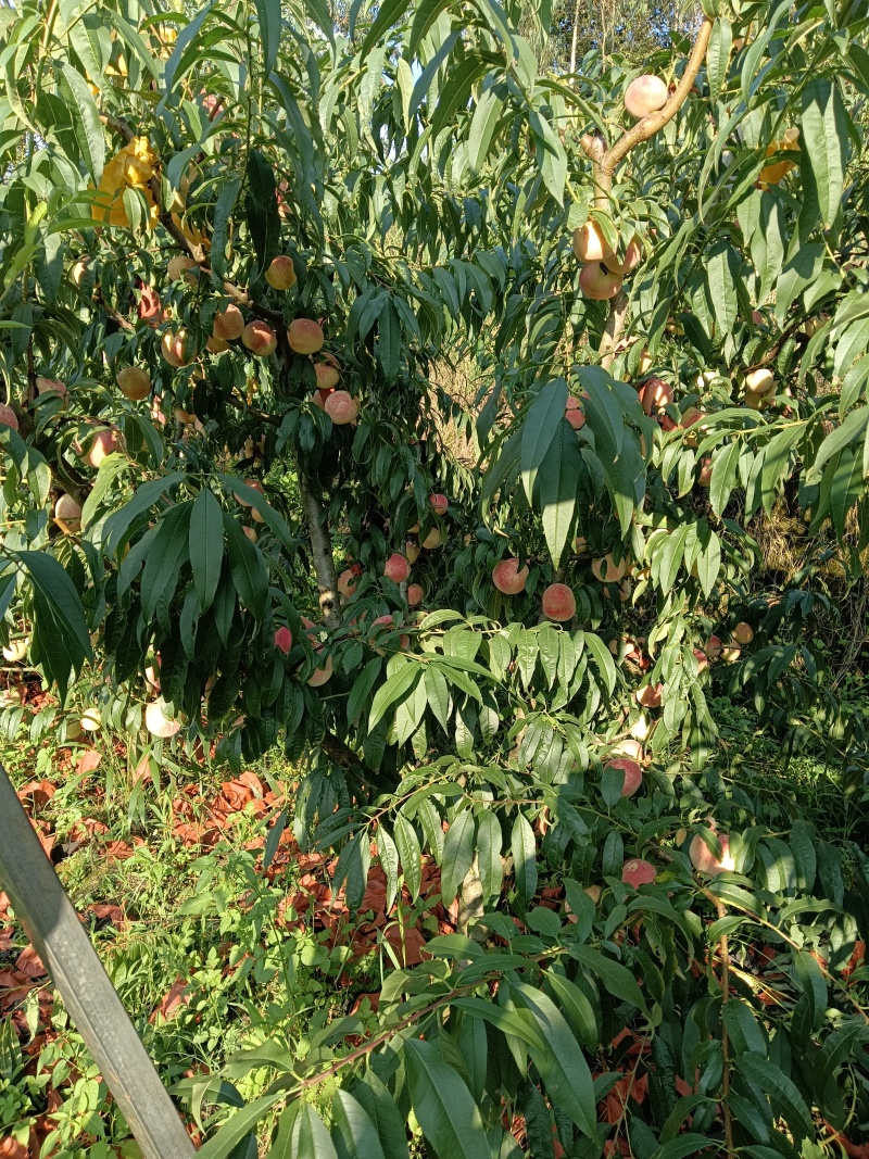 爆炸冬桃