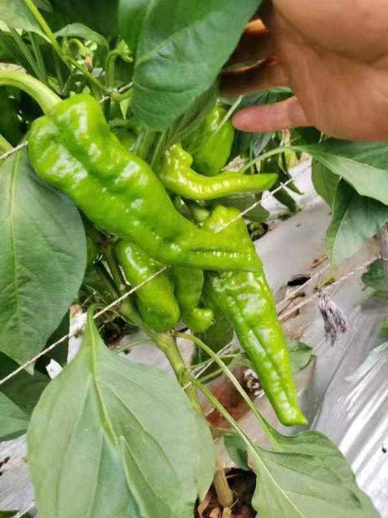 云南精品菜椒，螺丝椒，牛角辣椒，产地直采直销，货源稳定供