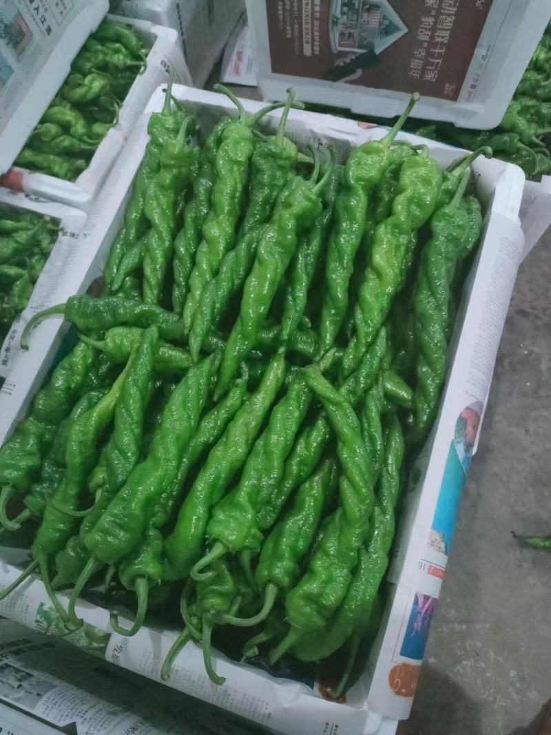 云南精品菜椒，螺丝椒，牛角辣椒，产地直采直销，货源稳定供