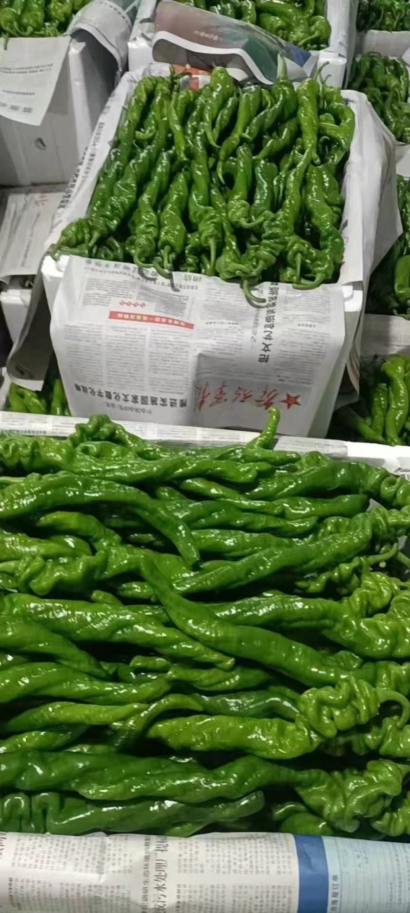 云南精品菜椒，螺丝椒，牛角辣椒，产地直采直销，货源稳定供