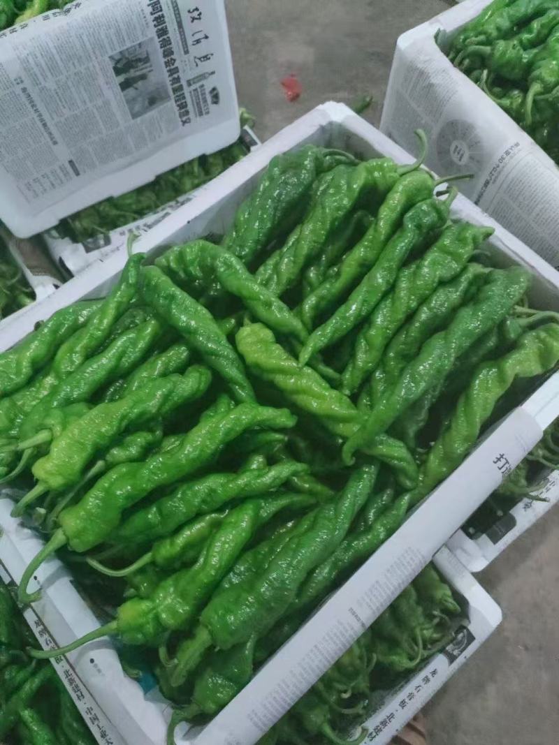 云南精品菜椒，螺丝椒，牛角辣椒，产地直采直销，货源稳定供