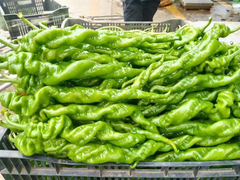 云南精品菜椒，螺丝椒，牛角辣椒，产地直采直销，货源稳定供