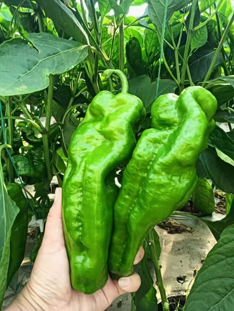 云南精品菜椒，螺丝椒，牛角辣椒，产地直采直销，货源稳定供