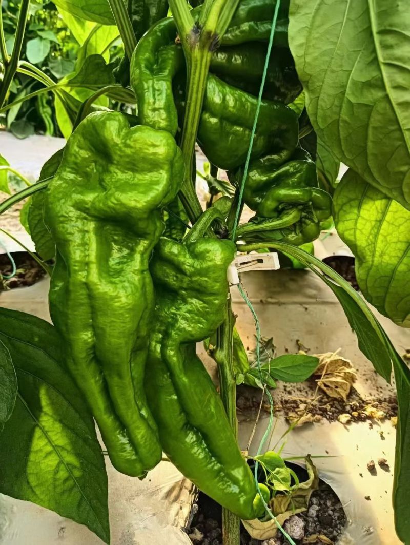 云南精品菜椒，螺丝椒，牛角辣椒，产地直采直销，货源稳定供