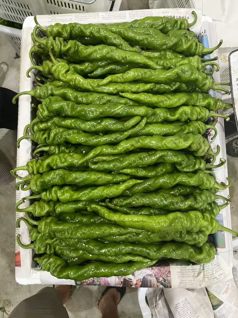 云南精品菜椒，螺丝椒，牛角辣椒，产地直采直销，货源稳定供