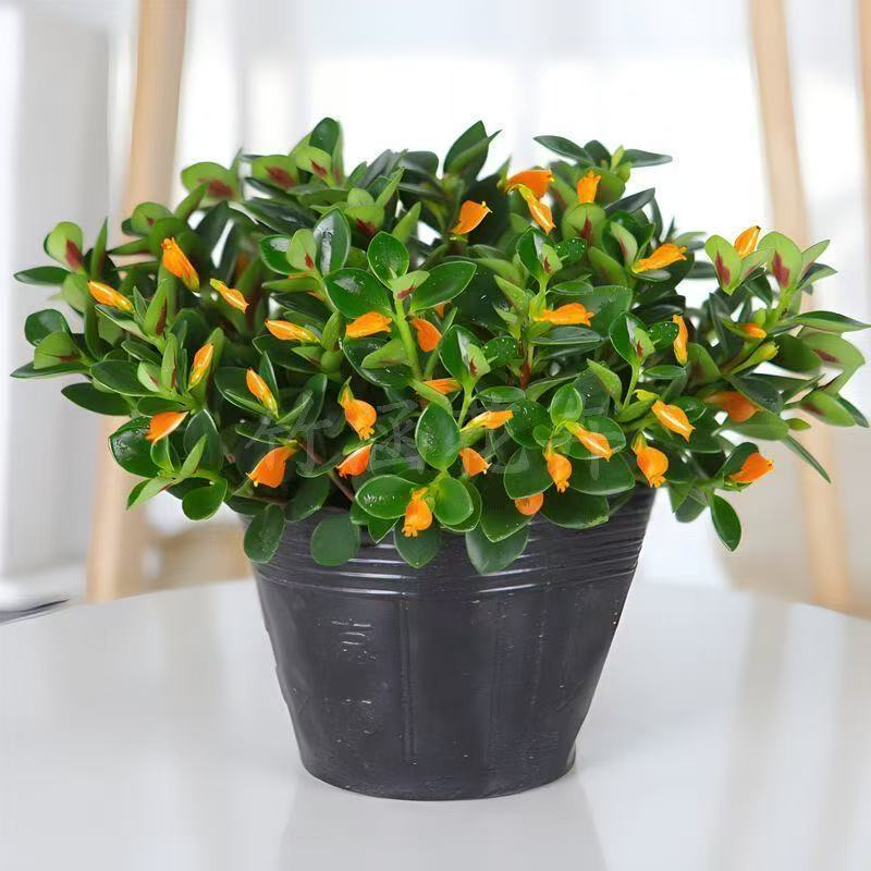 【年年有鱼】金鱼花盆栽耐寒室内绿植花卉大全吸甲醛冬天绿植盆栽
