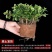 【年年有鱼】金鱼花盆栽耐寒室内绿植花卉大全吸甲醛冬天绿植盆栽
