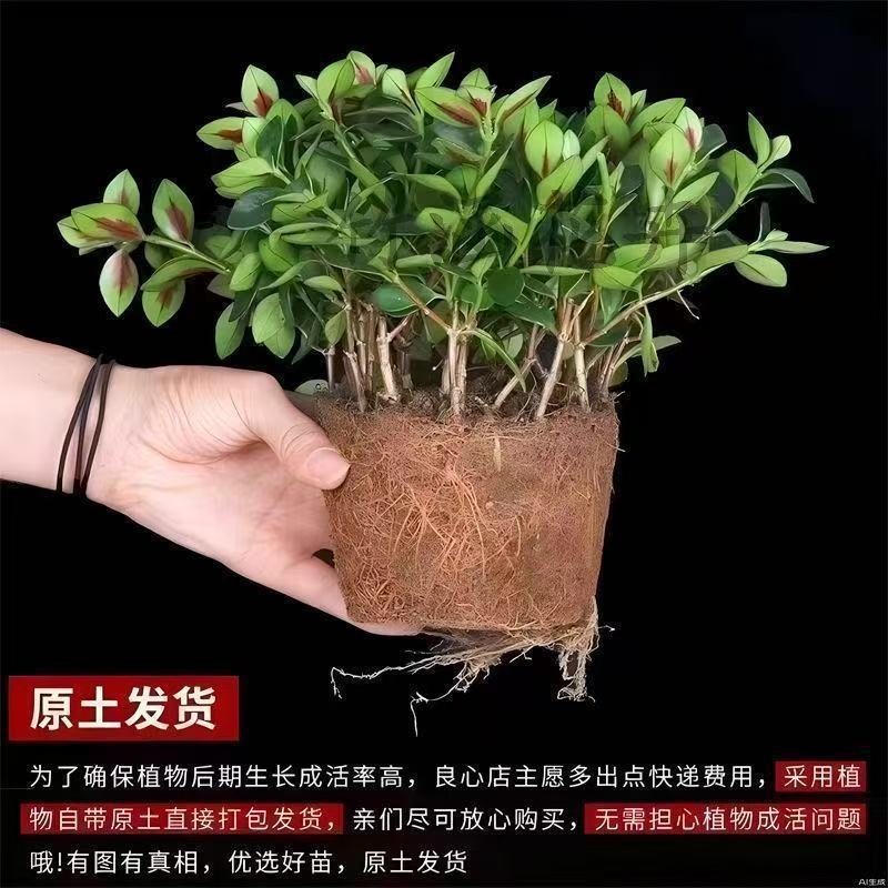 【年年有鱼】金鱼花盆栽耐寒室内绿植花卉大全吸甲醛冬天绿植盆栽