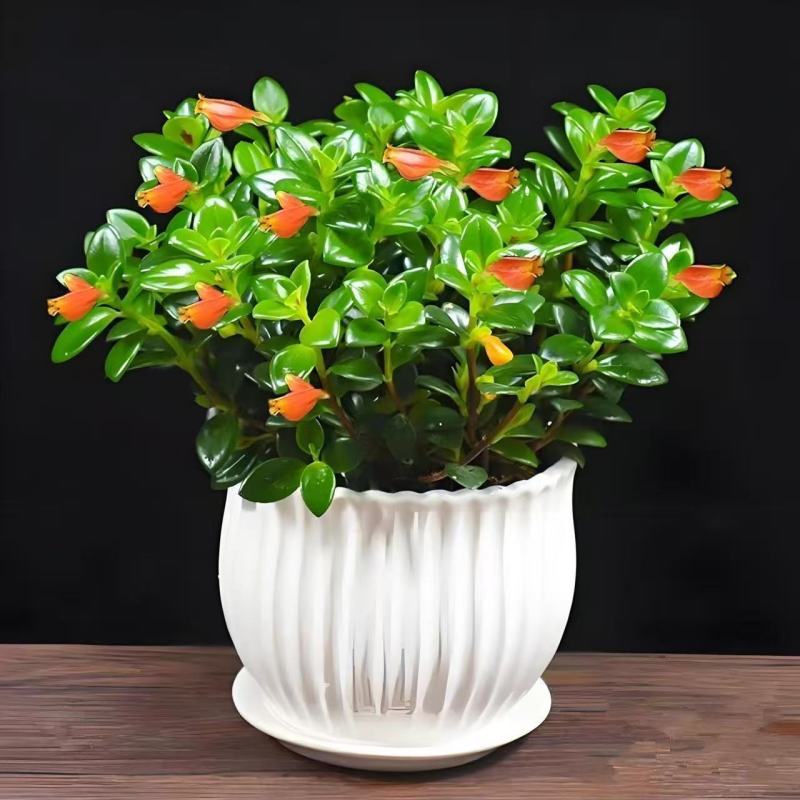 【年年有鱼】金鱼花盆栽耐寒室内绿植花卉大全吸甲醛冬天绿植盆栽