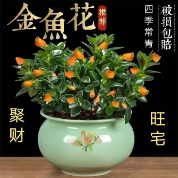 【年年有鱼】金鱼花盆栽耐寒室内绿植花卉大全吸甲醛冬天绿植盆栽