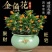 【年年有鱼】金鱼花盆栽耐寒室内绿植花卉大全吸甲醛冬天绿植盆栽
