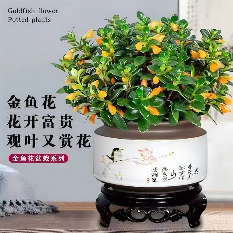 【年年有鱼】金鱼花盆栽耐寒室内绿植花卉大全吸甲醛冬天绿植盆栽