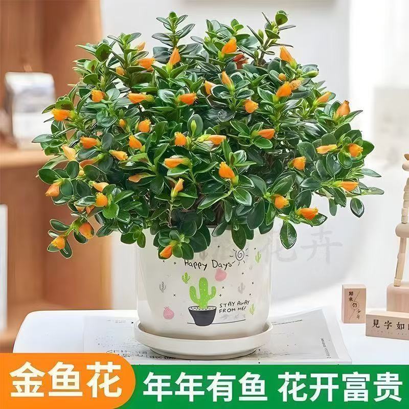 【年年有鱼】金鱼花盆栽耐寒室内绿植花卉大全吸甲醛冬天绿植盆栽