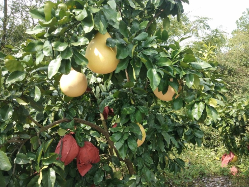 四川三红柚