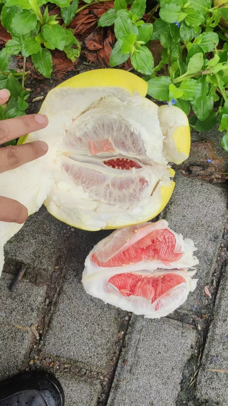 四川三红柚