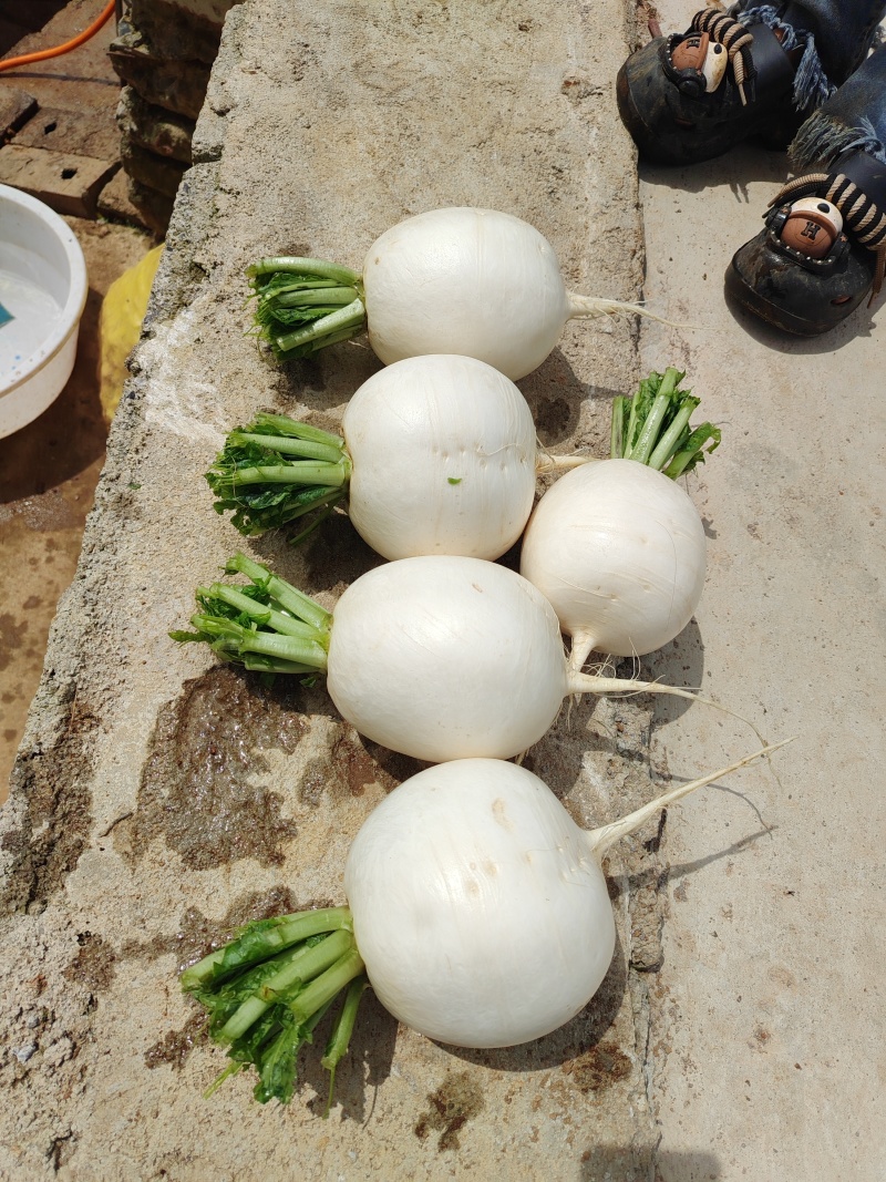 云南高山圆萝卜
