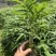 方竹苗一年生苗包发芽绿