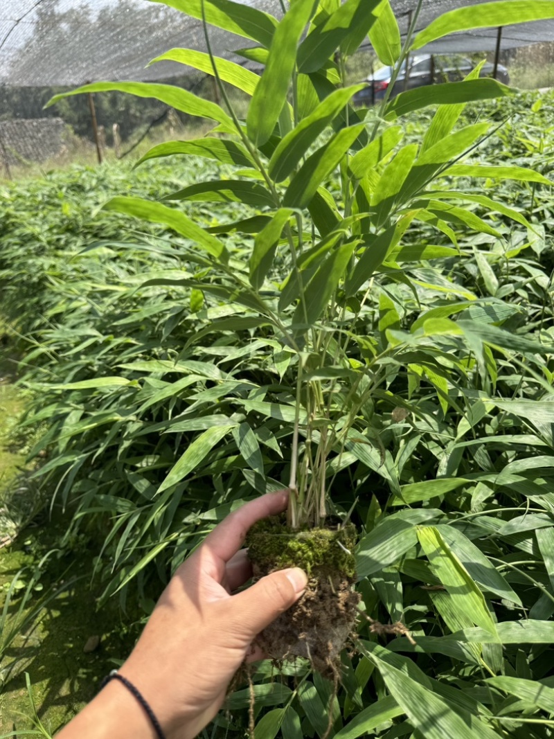 方竹苗一年生苗包发芽绿
