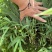 方竹苗一年生苗包发芽绿