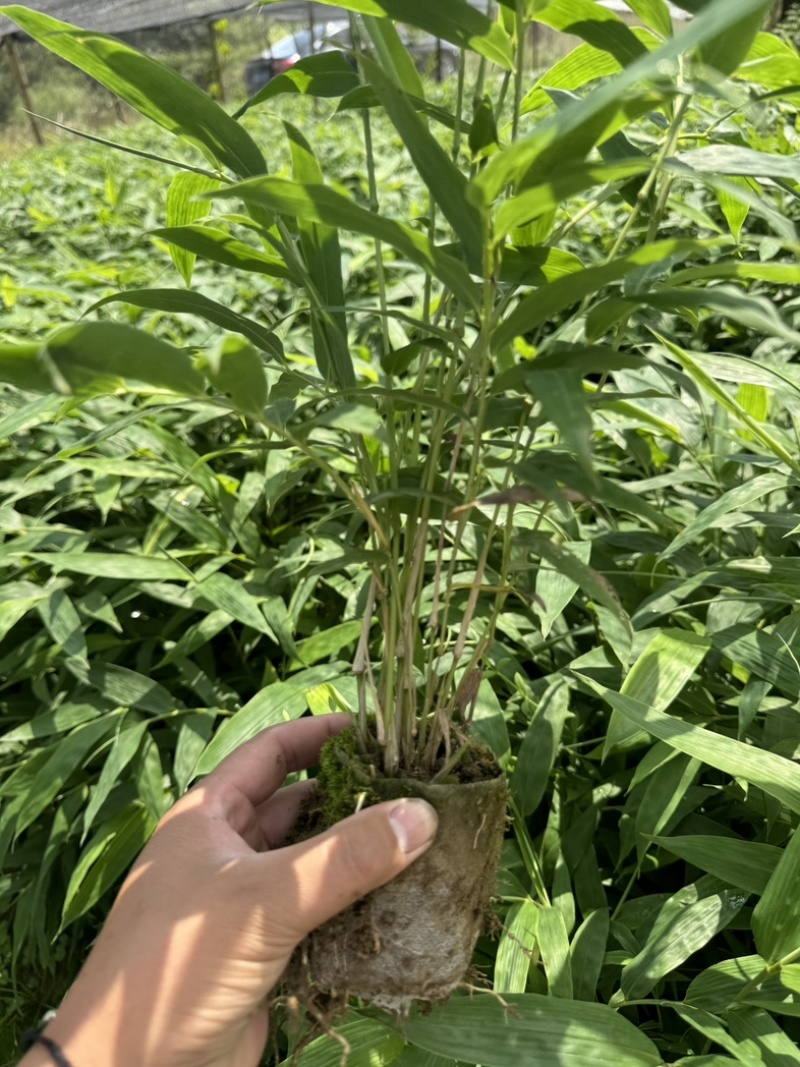 方竹苗一年生苗包发芽绿