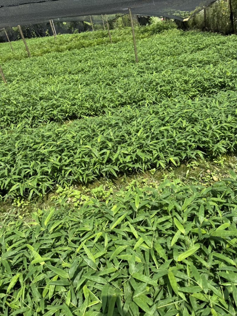 方竹苗一年生苗包发芽绿