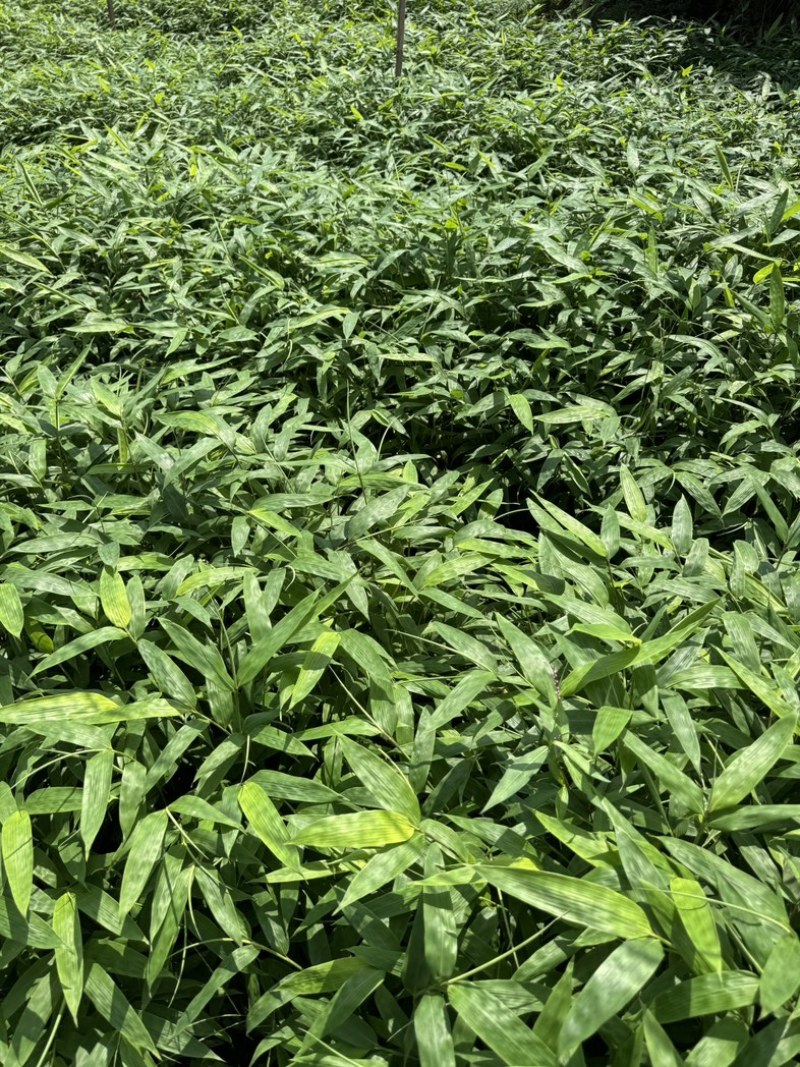 方竹苗一年生苗包发芽绿