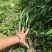 方竹苗一年生苗包发芽绿