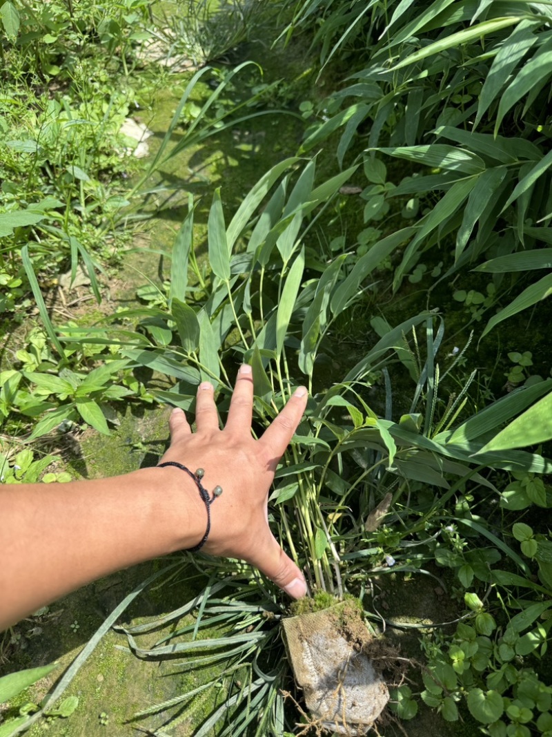 方竹苗一年生苗包发芽绿