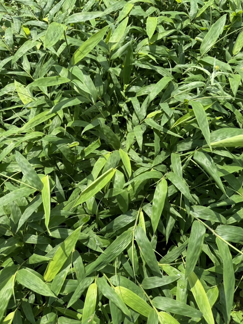 方竹苗一年生苗包发芽绿