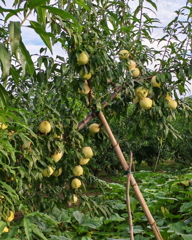 中华寿桃即将大量上市