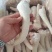 猪中尾
