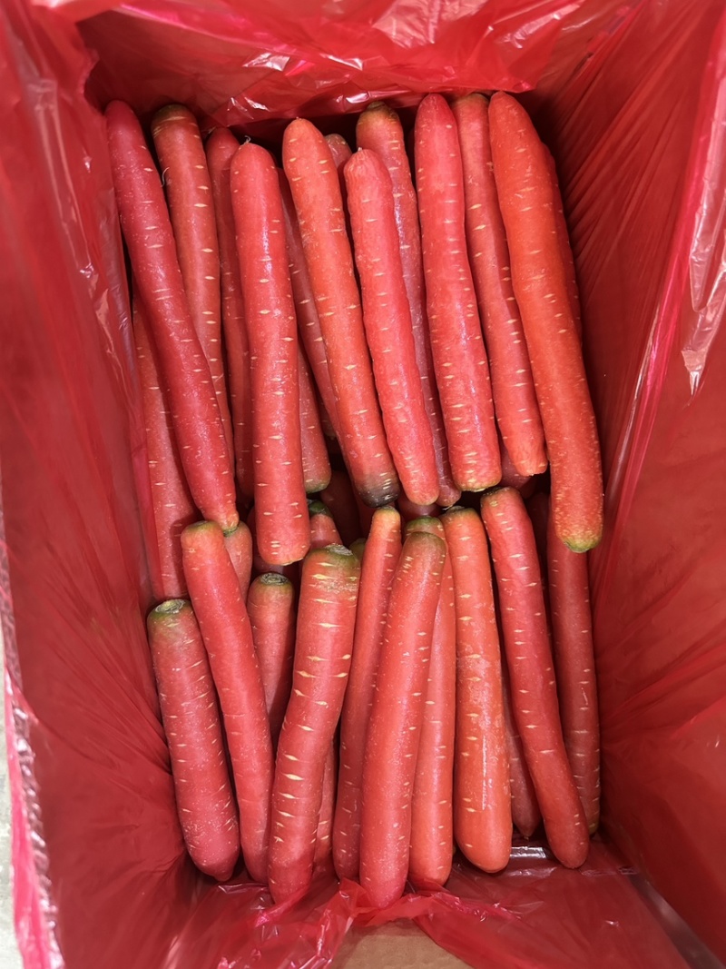 陕西水果萝卜精品规格颜色鲜品质好口感佳代发