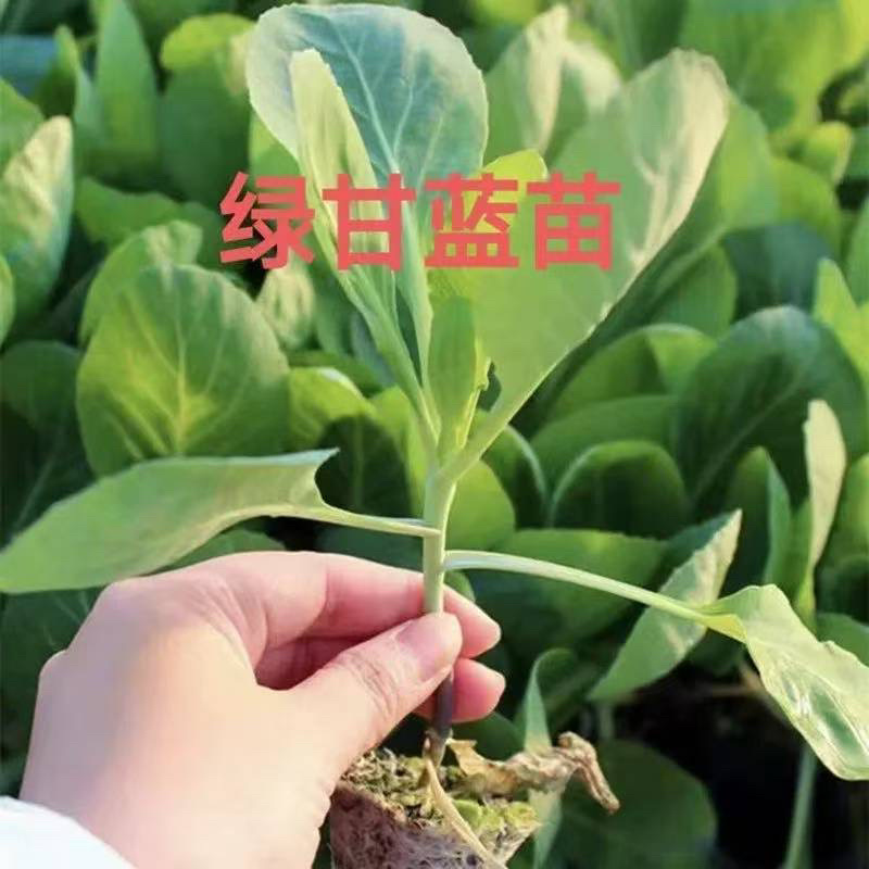 绿甘蓝秧苗包菜苗卷心菜穴盘秧苗带土秧苗耐寒蔬菜苗