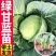 绿甘蓝秧苗包菜苗卷心菜穴盘秧苗带土秧苗耐寒蔬菜苗