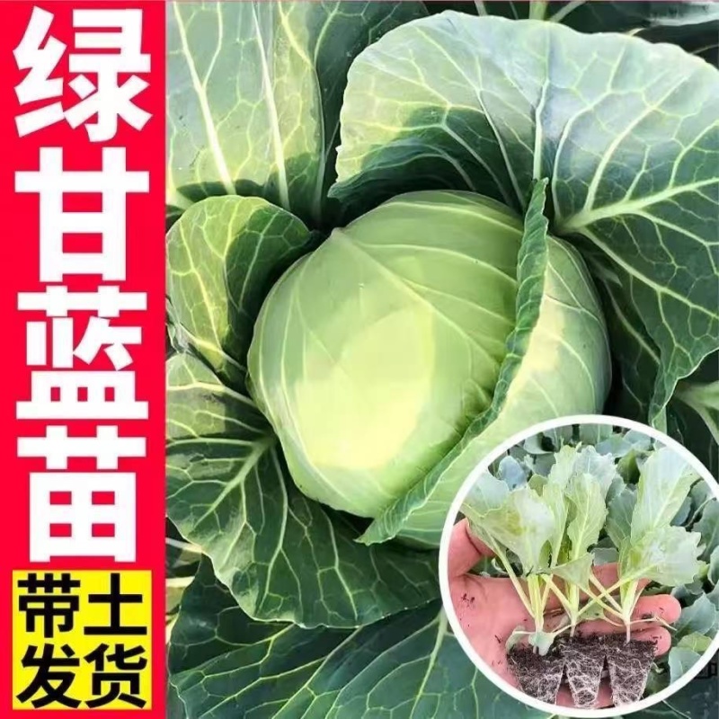 绿甘蓝秧苗包菜苗卷心菜穴盘秧苗带土秧苗耐寒蔬菜苗