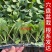 绿甘蓝秧苗包菜苗卷心菜穴盘秧苗带土秧苗耐寒蔬菜苗