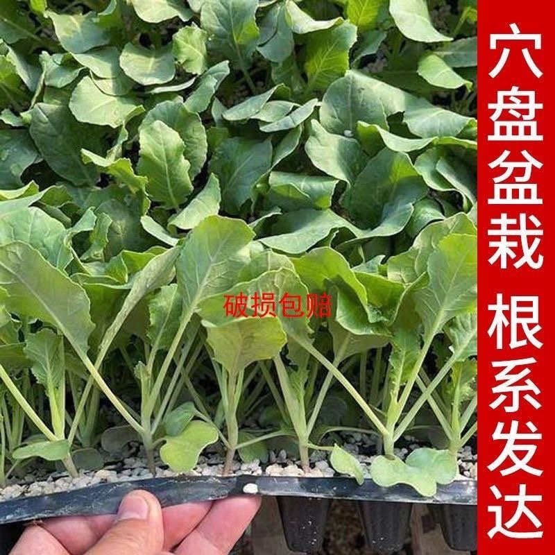 绿甘蓝秧苗包菜苗卷心菜穴盘秧苗带土秧苗耐寒蔬菜苗