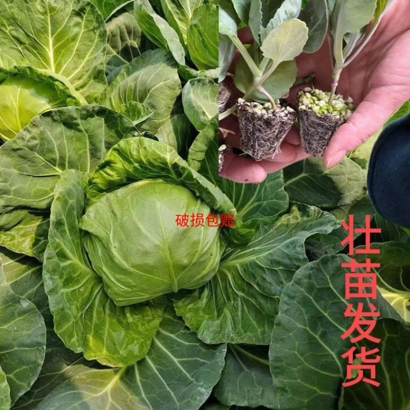 绿甘蓝秧苗包菜苗卷心菜穴盘秧苗带土秧苗耐寒蔬菜苗