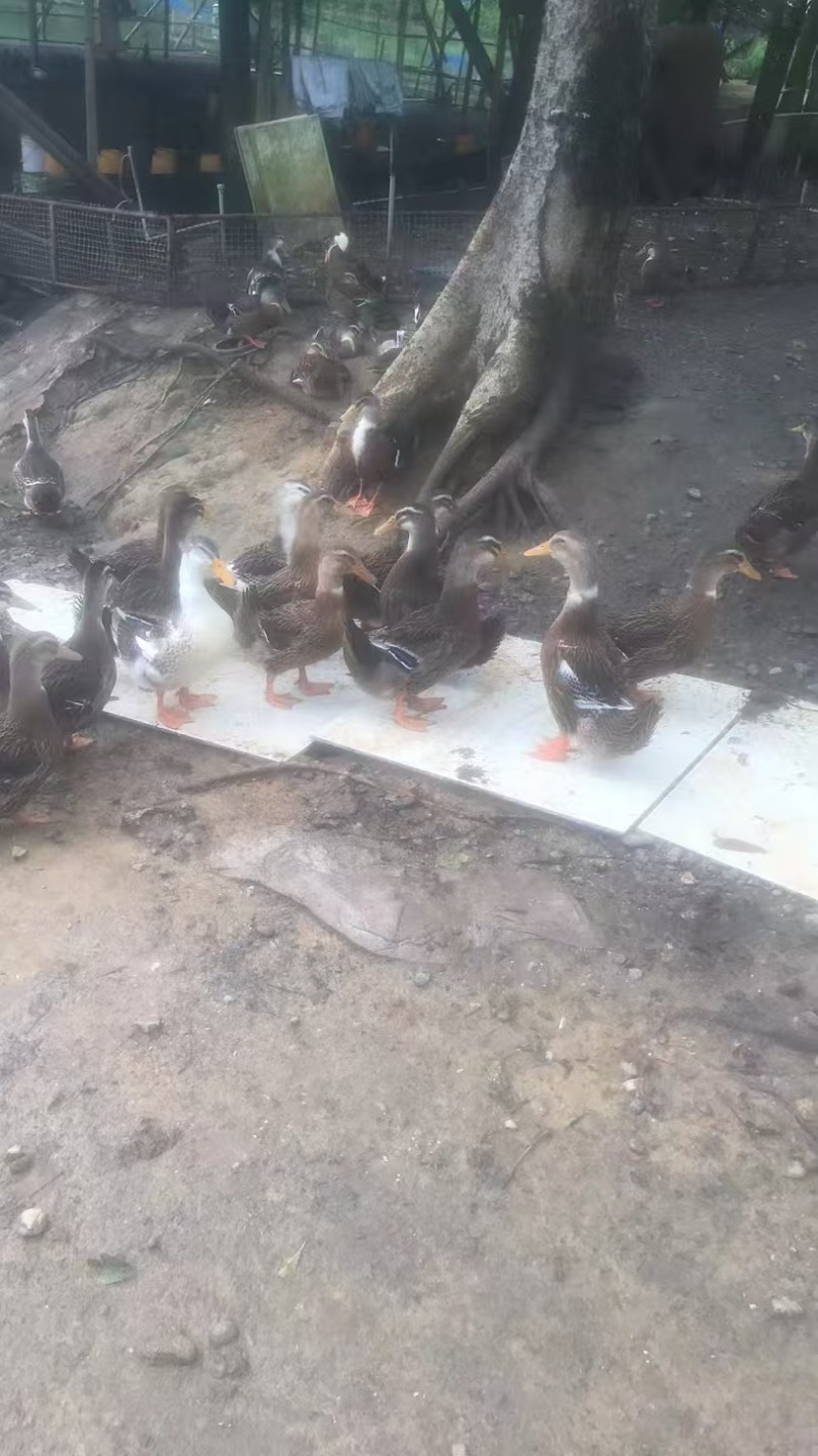 麻鸭