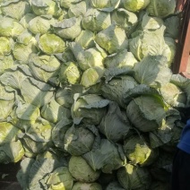 莲花白