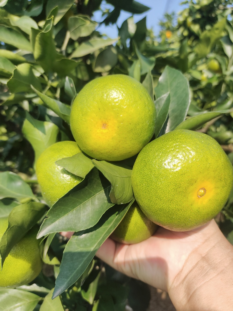 四川资阳雁江蜜橘，皮薄多汁皮价格美丽欢迎新老客户订购
