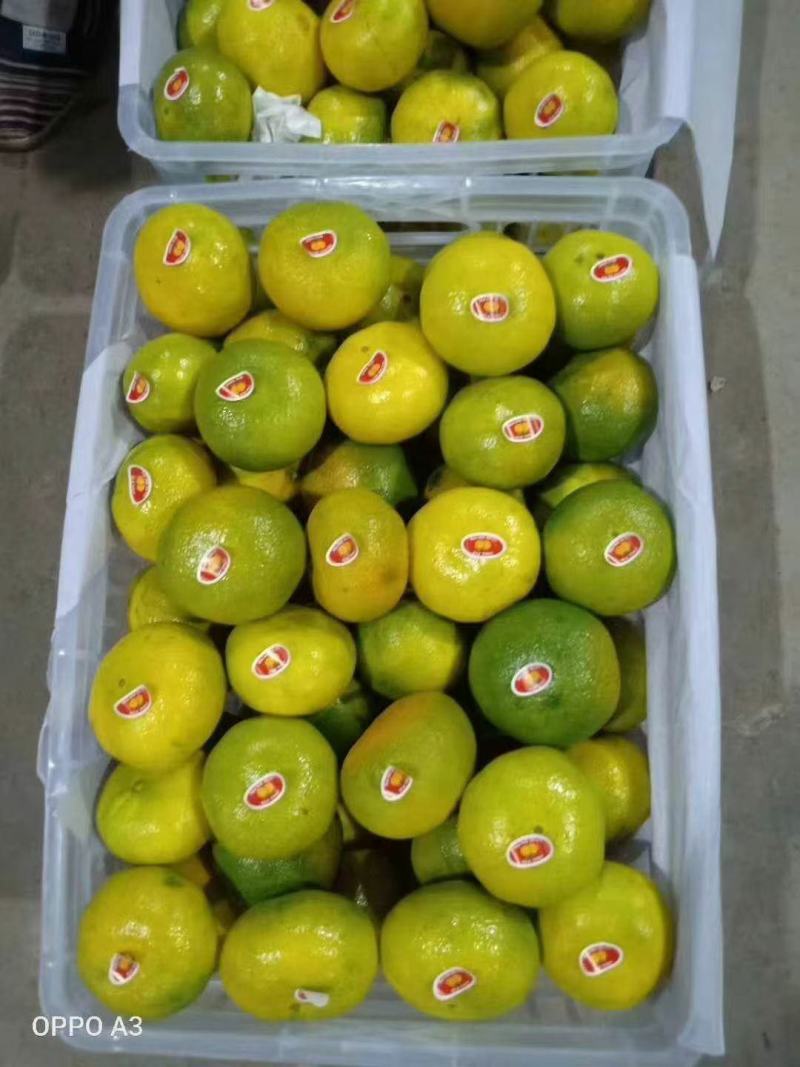 湖北精品蜜橘产地发货一手货源批发品质保证价格美丽欢迎下单
