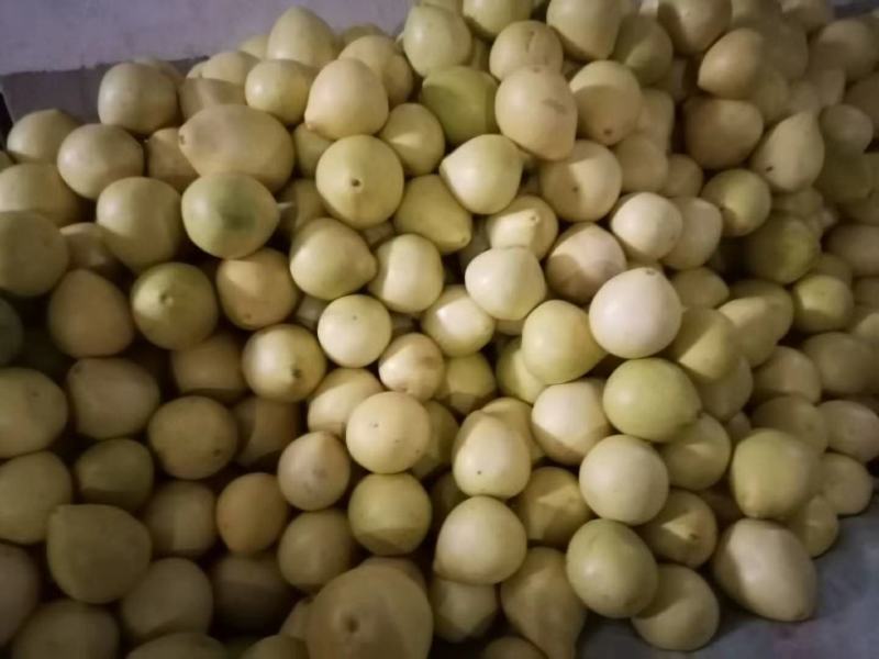 湖北宜昌精品白心蜜柚产地发货一手货源批发品质保证价格美丽