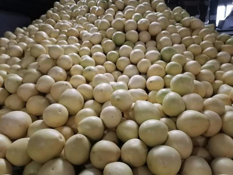 湖北宜昌精品白心蜜柚产地发货一手货源批发品质保证价格美丽