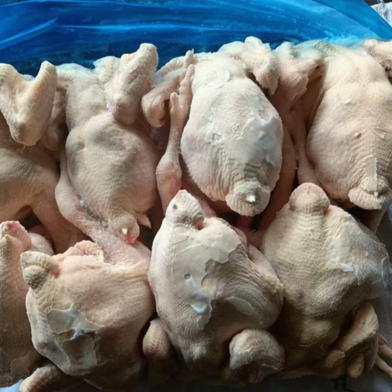 一级三黄鸡